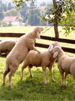 freche Schafe